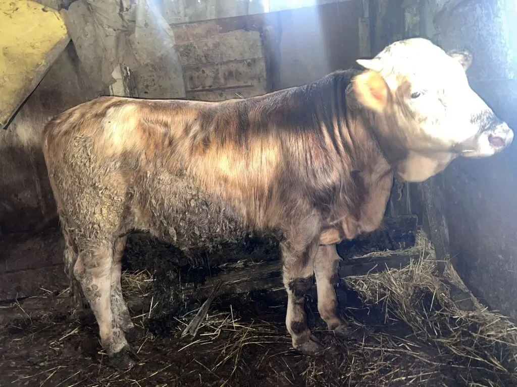 Dana — Heyvanlar, Quşlar, Balıqlar, Bakı