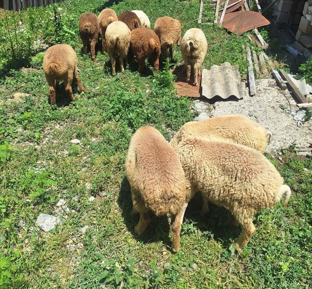 Quzu — Heyvanlar, Quşlar, Balıqlar, Gəncə