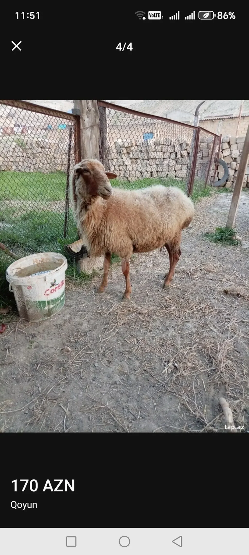 Qoyun — Heyvanlar, Quşlar, Balıqlar, Bakı