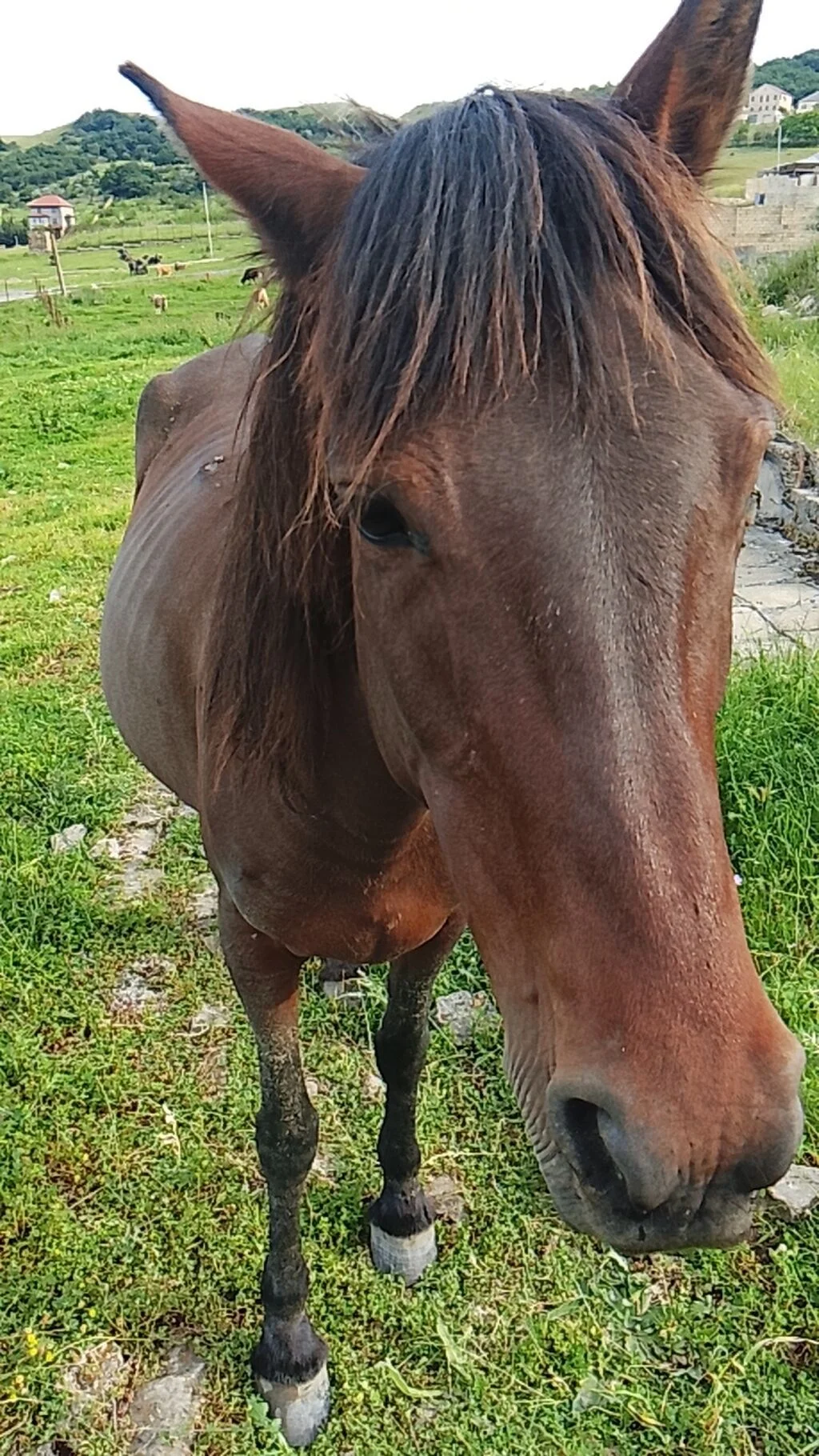 At — Heyvanlar, Quşlar, Balıqlar, Xızı