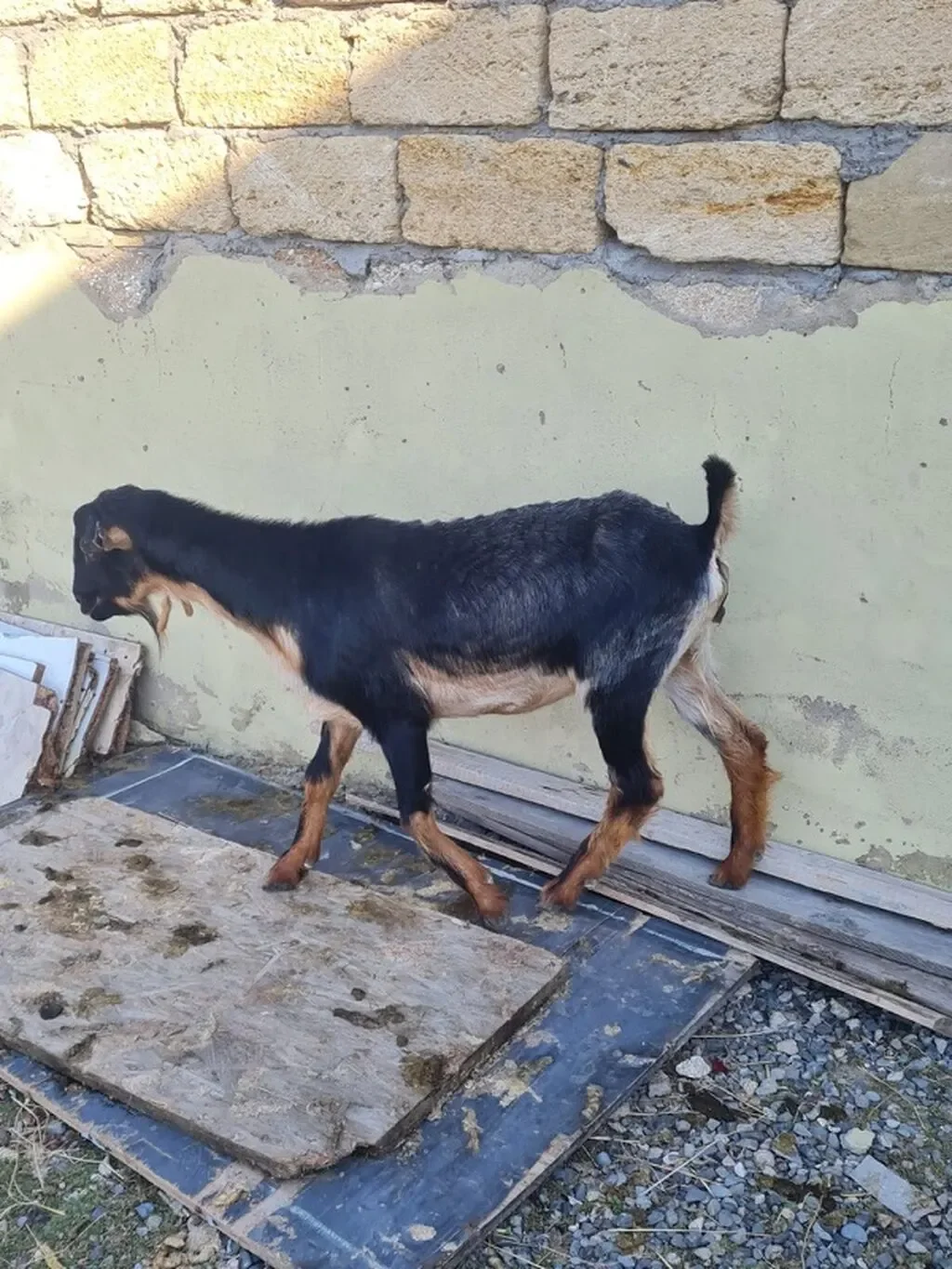Keçi — Heyvanlar, Quşlar, Balıqlar, Bakı