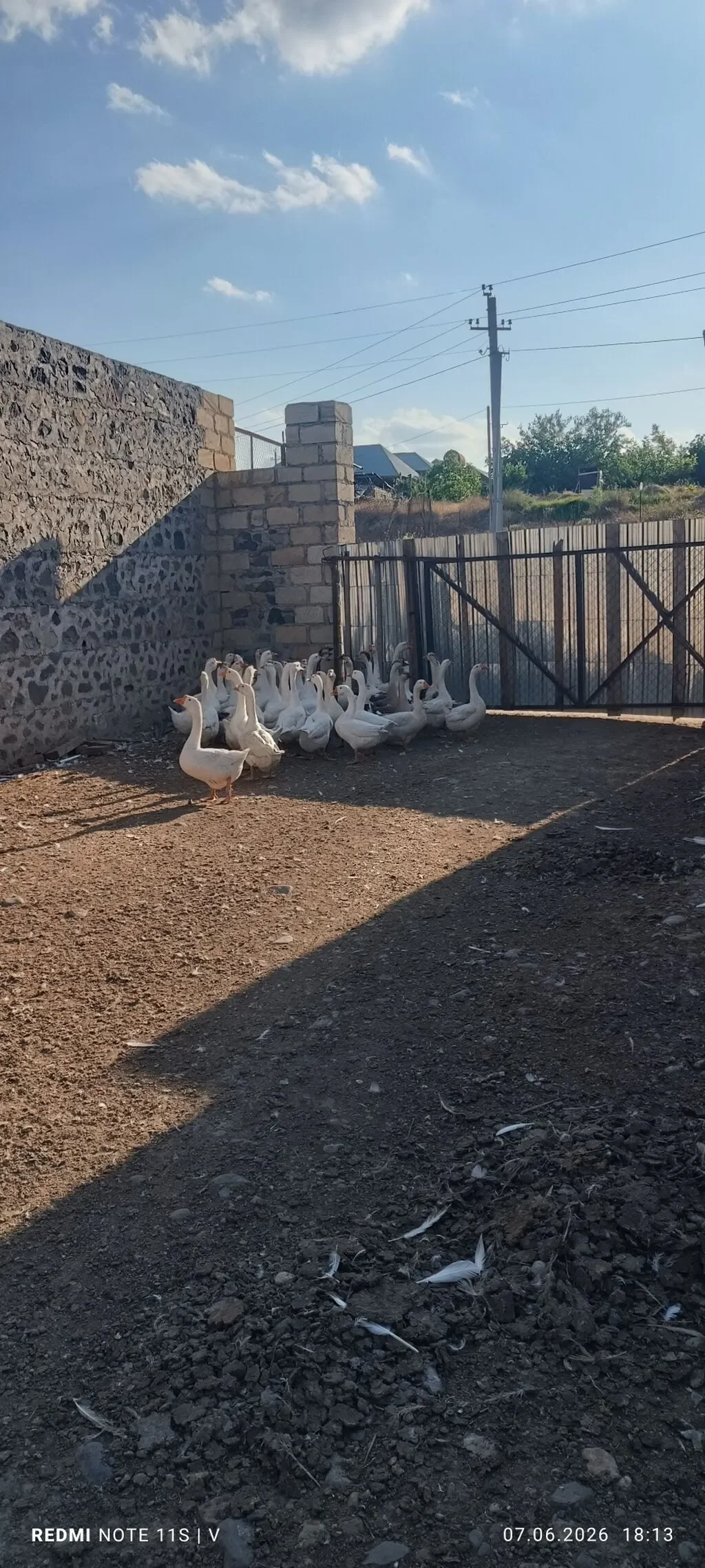 Qaz — Heyvanlar, Quşlar, Balıqlar, Gəncə