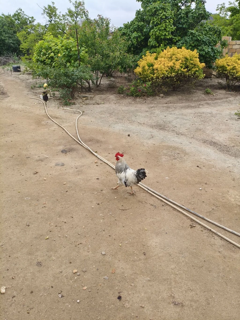 Xoruz — Heyvanlar, Quşlar, Balıqlar, Bakı