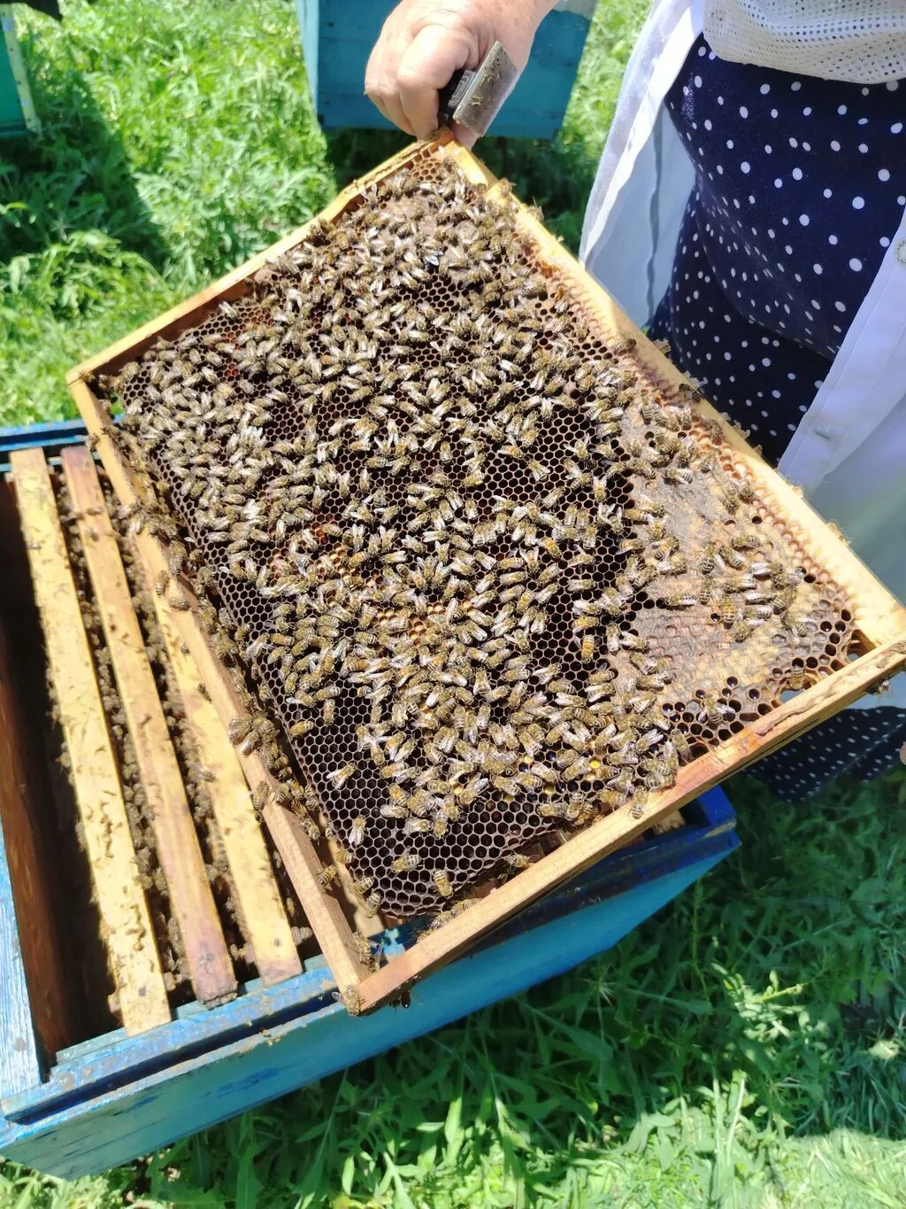 Arı ailəsi — Heyvanlar, Quşlar, Balıqlar, Ağsu