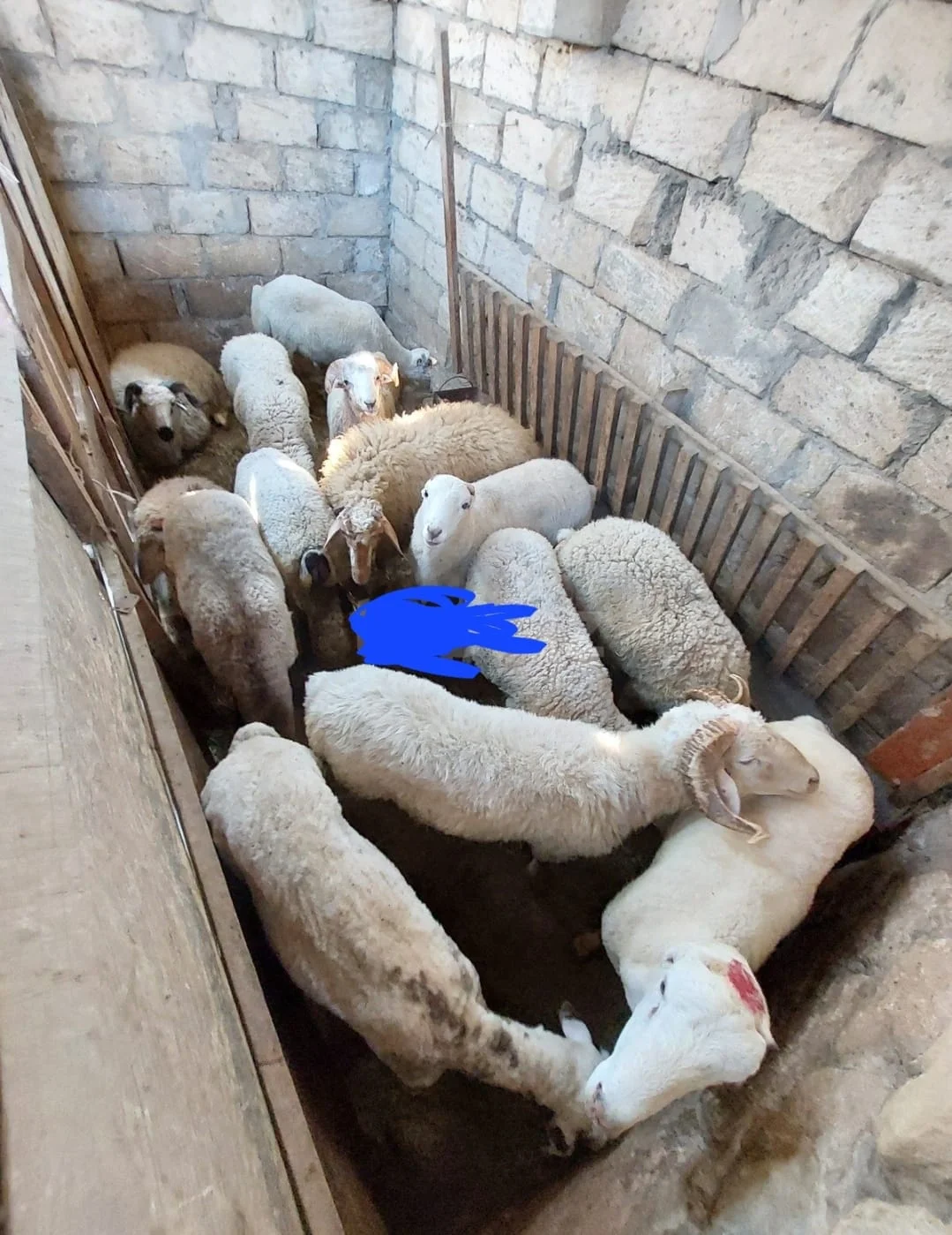 Quzu — Heyvanlar, Quşlar, Balıqlar, Bakı