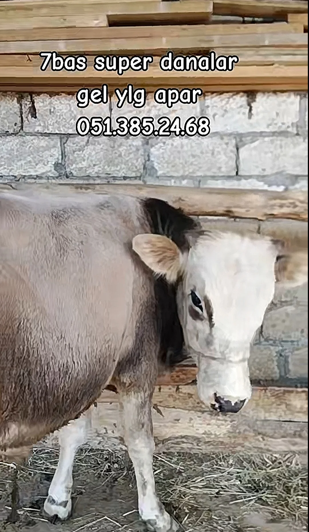 Dana — Heyvanlar, Quşlar, Balıqlar, İmişli