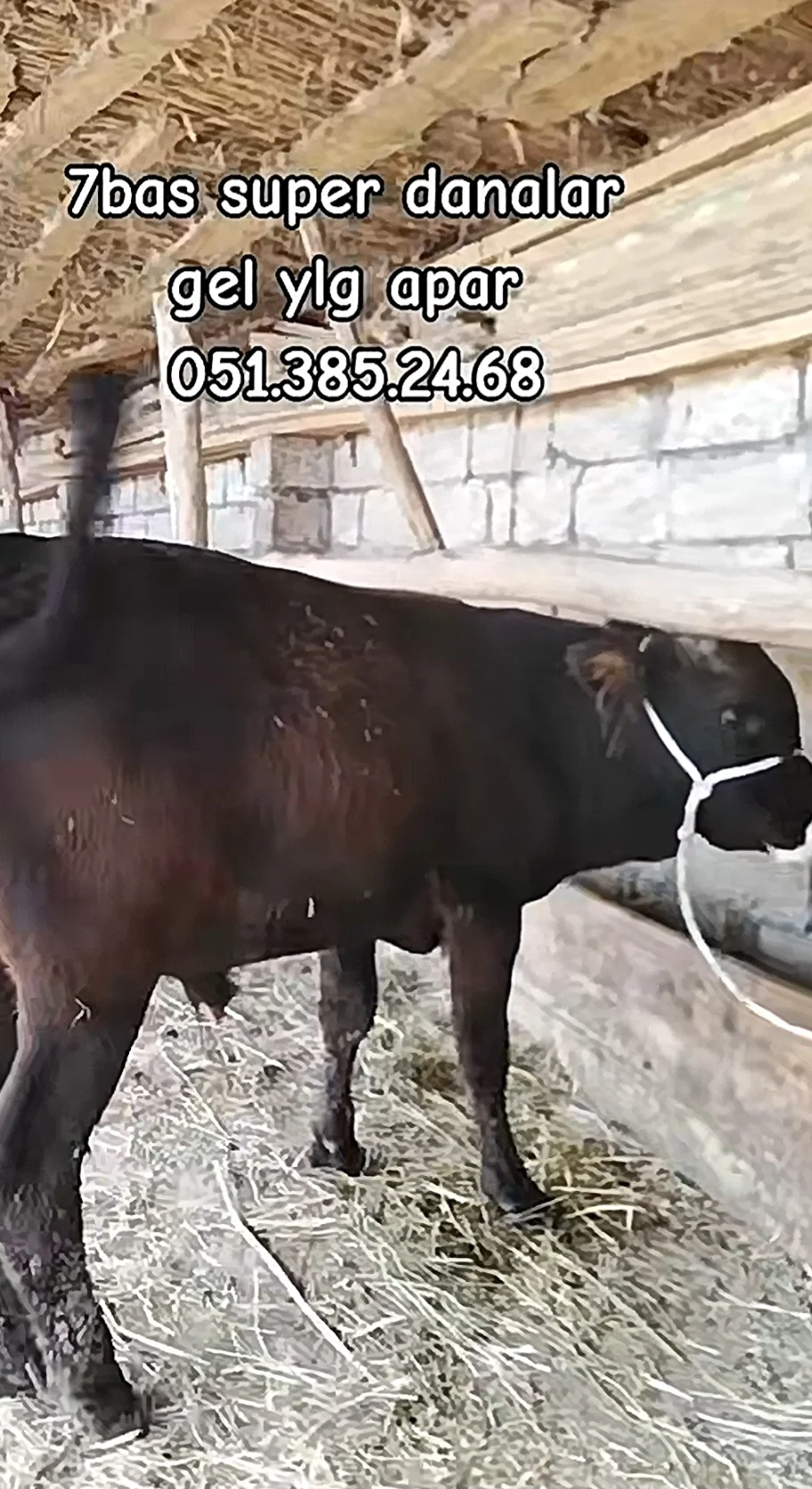 Dana — Heyvanlar, Quşlar, Balıqlar, İmişli