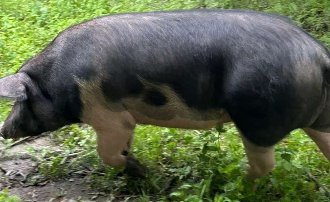 Donuz — Heyvanlar, Quşlar, Balıqlar, Qəbələ