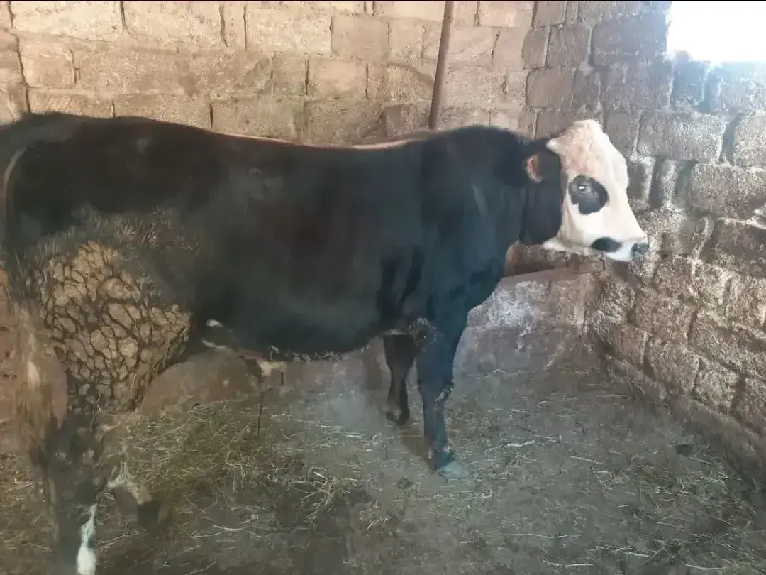 Dana — Heyvanlar, Quşlar, Balıqlar, Bakı