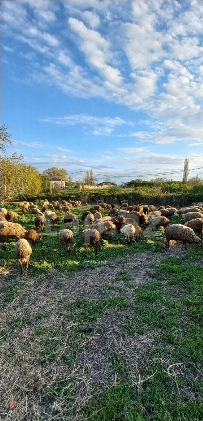 Qoyun — Heyvanlar, Quşlar, Balıqlar, Xaçmaz