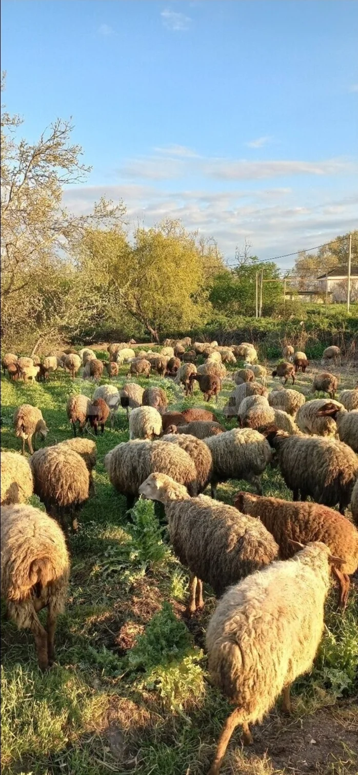 Qoyun — Heyvanlar, Quşlar, Balıqlar, Xaçmaz