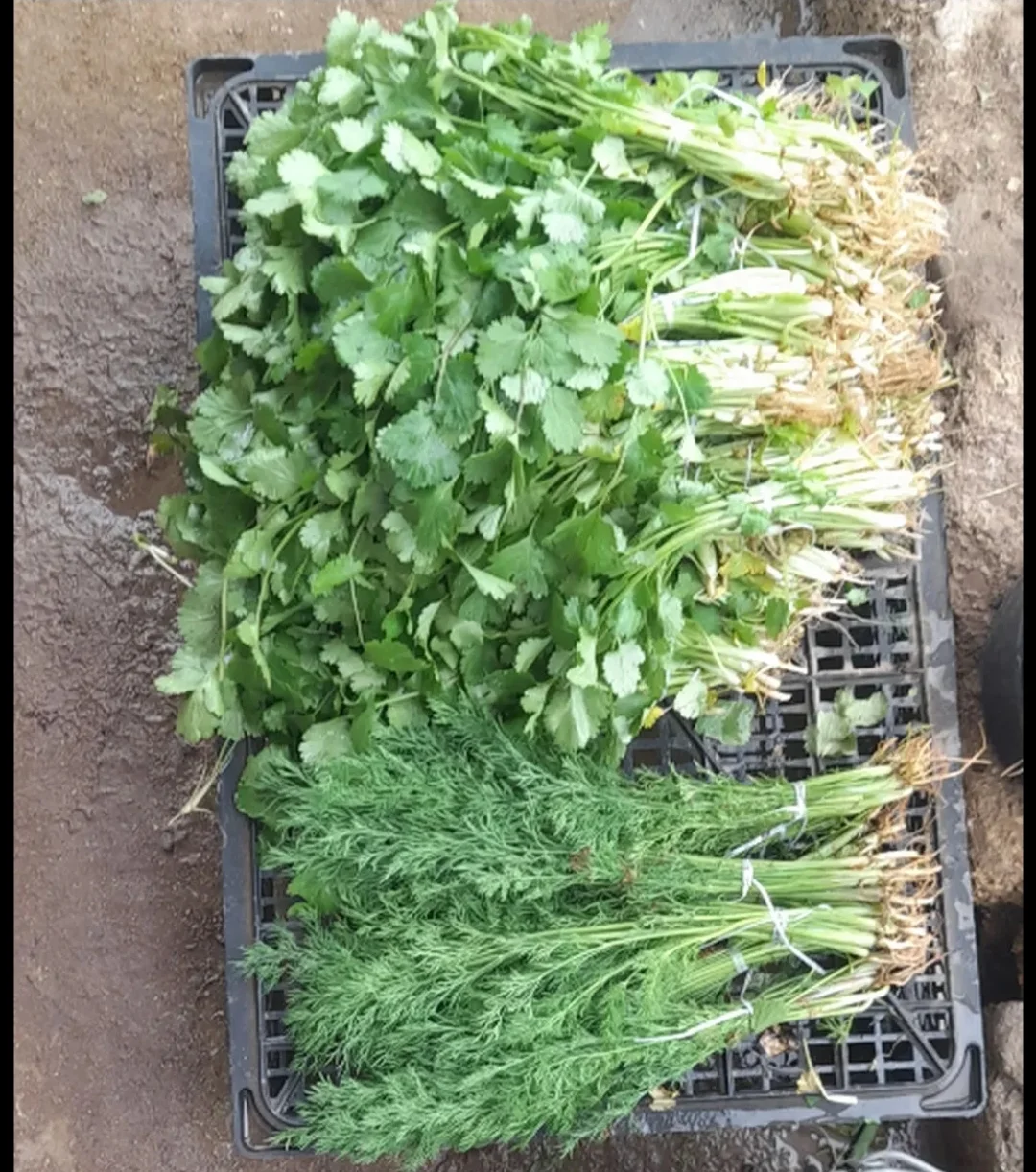 Greens — Vegetables and Greens, Baku