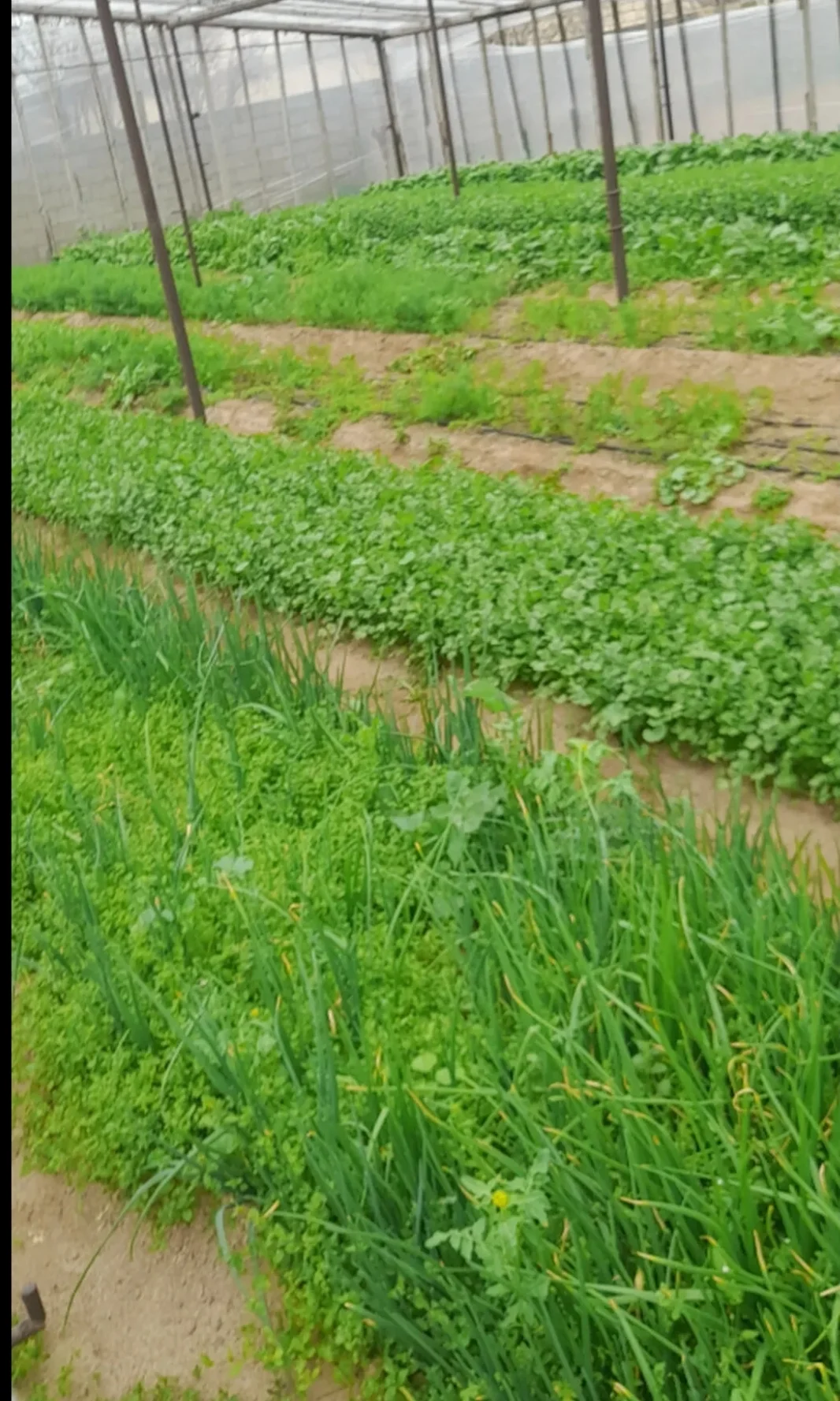 Greens — Vegetables and Greens, Baku