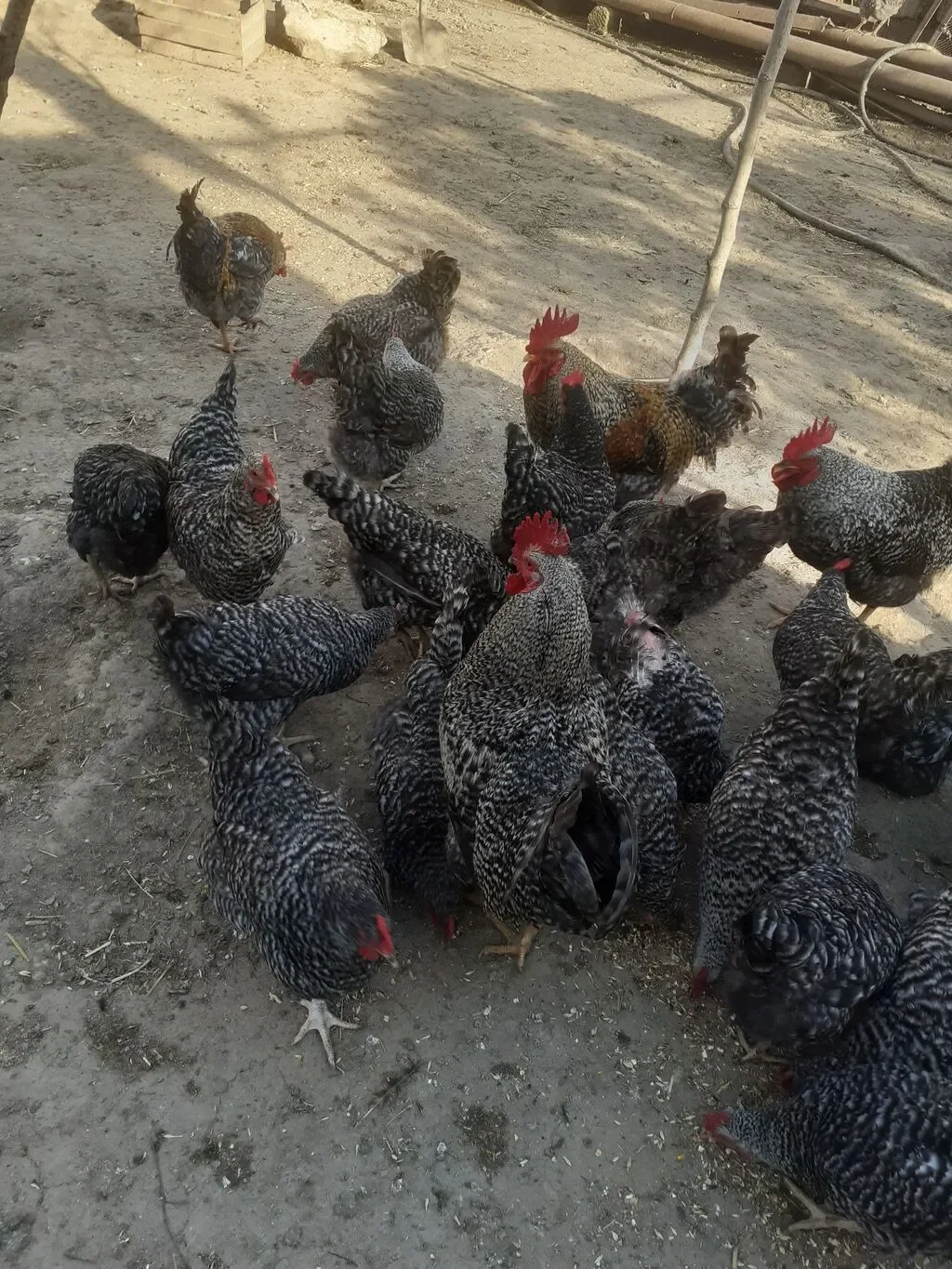 Yumurta — Heyvanlar, Quşlar, Balıqlar, Bakı