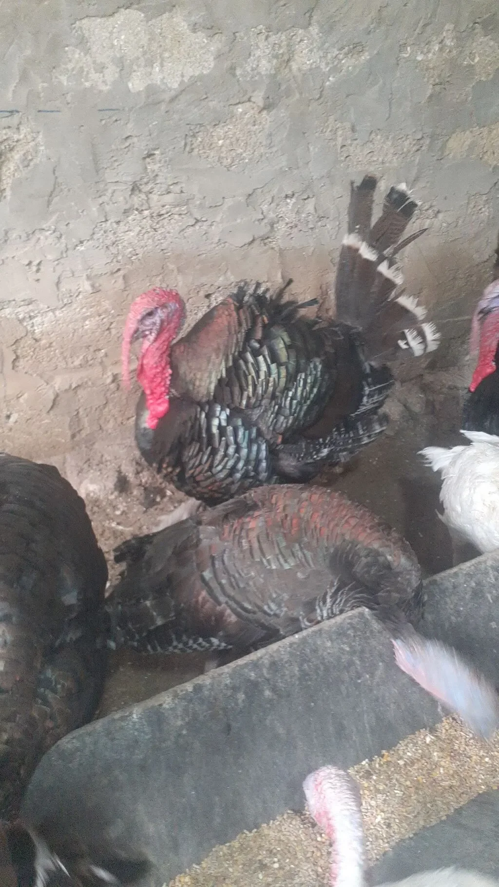 Hinduşka — Heyvanlar, Quşlar, Balıqlar, Bakı