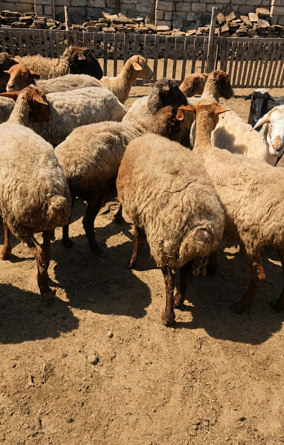 Qoyun — Heyvanlar, Quşlar, Balıqlar, Bakı