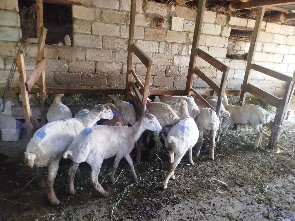 Quzu — Heyvanlar, Quşlar, Balıqlar, Şirvan