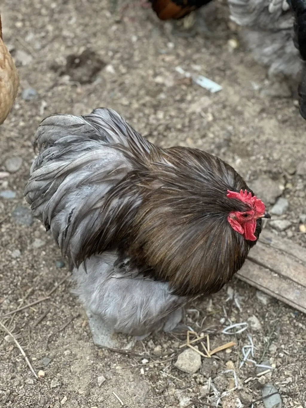 Xoruz — Heyvanlar, Quşlar, Balıqlar, Bakı