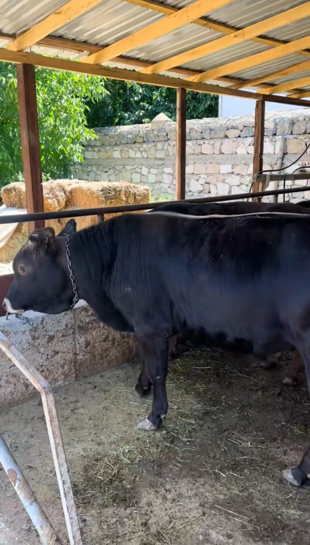 Dana — Heyvanlar, Quşlar, Balıqlar, Naxçıvan