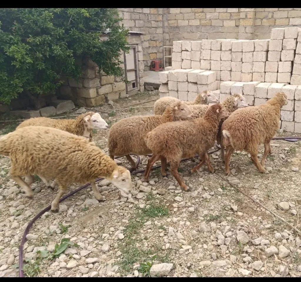 Quzu — Heyvanlar, Quşlar, Balıqlar, Bakı