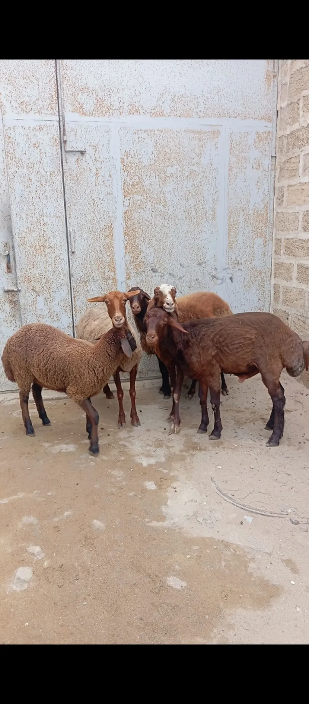 Qoyun — Heyvanlar, Quşlar, Balıqlar, Bakı