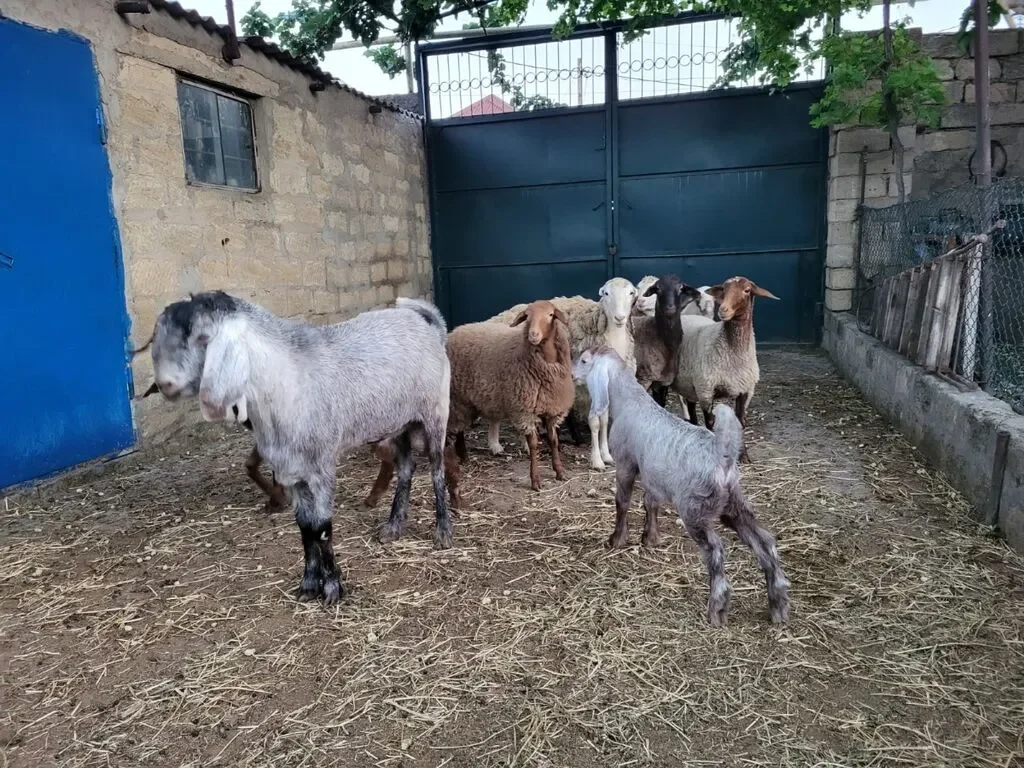 Keçi — Heyvanlar, Quşlar, Balıqlar, Bakı