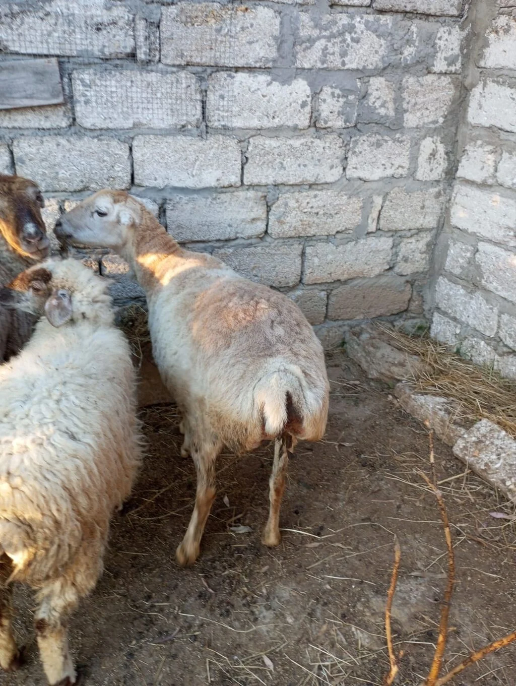 Qoyun — Heyvanlar, Quşlar, Balıqlar, Bakı