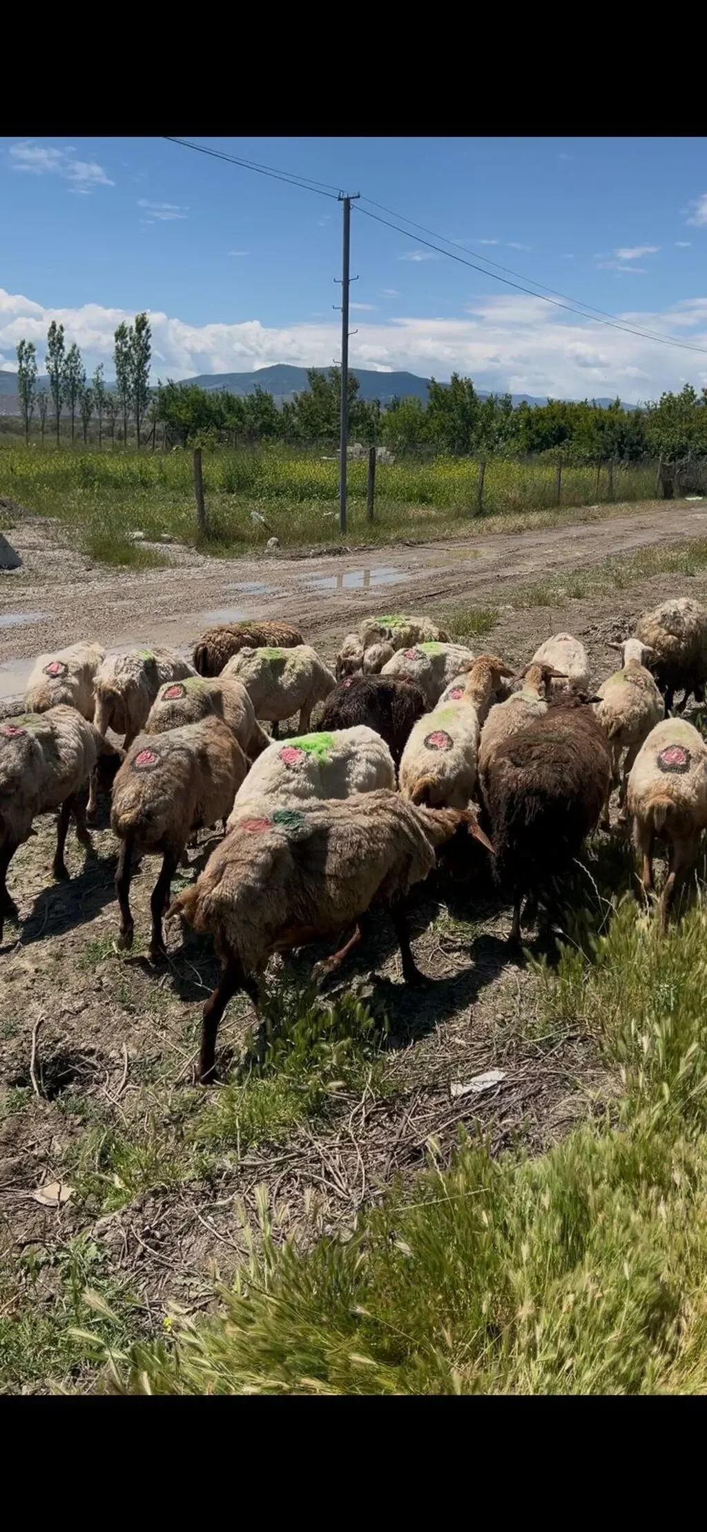 Qoyun — Heyvanlar, Quşlar, Balıqlar, Sumqayıt