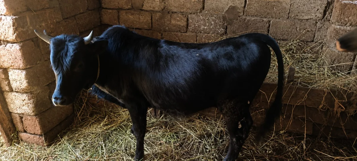 Dana — Heyvanlar, Quşlar, Balıqlar, Xudat