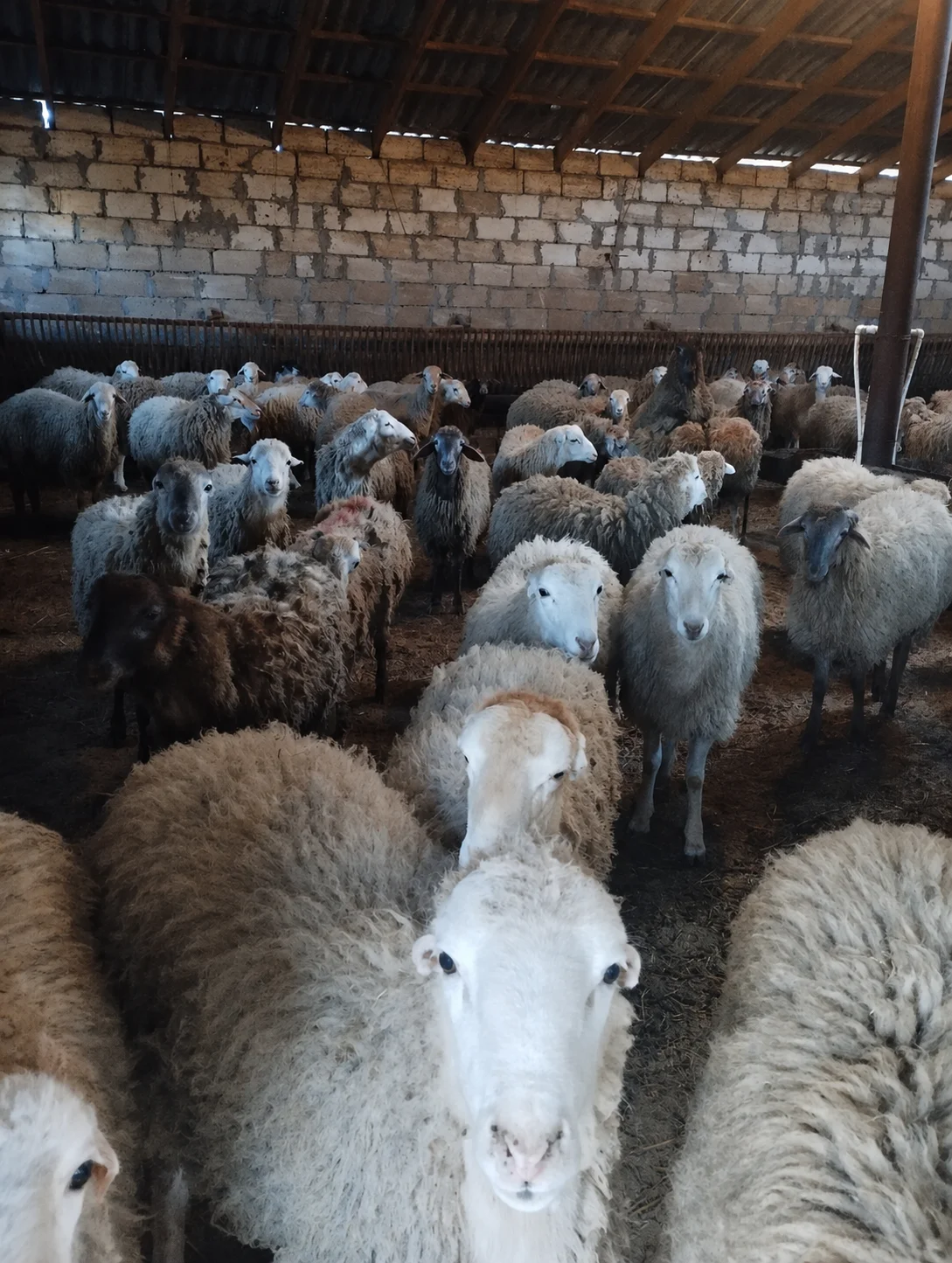 Qoyun — Heyvanlar, Quşlar, Balıqlar, Xırdalan