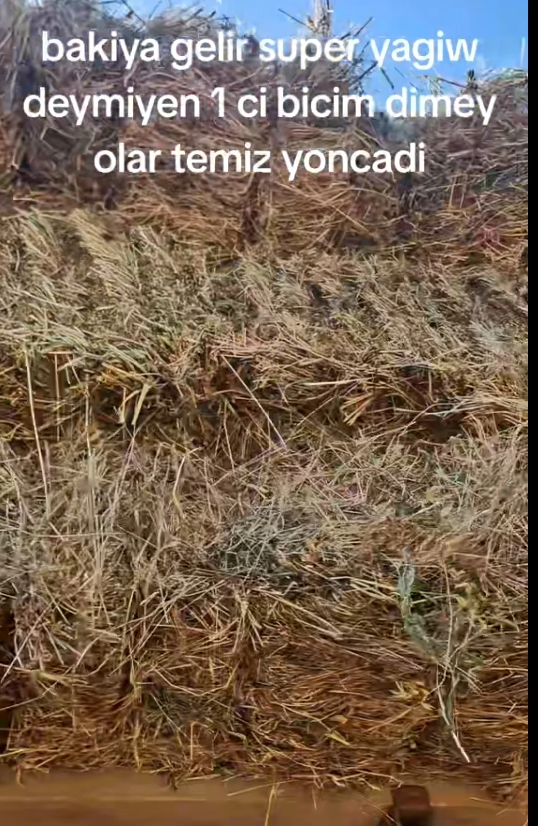 Yonca — Dənlilər, Otlar Yemlər,  Bitkilər, Bakı