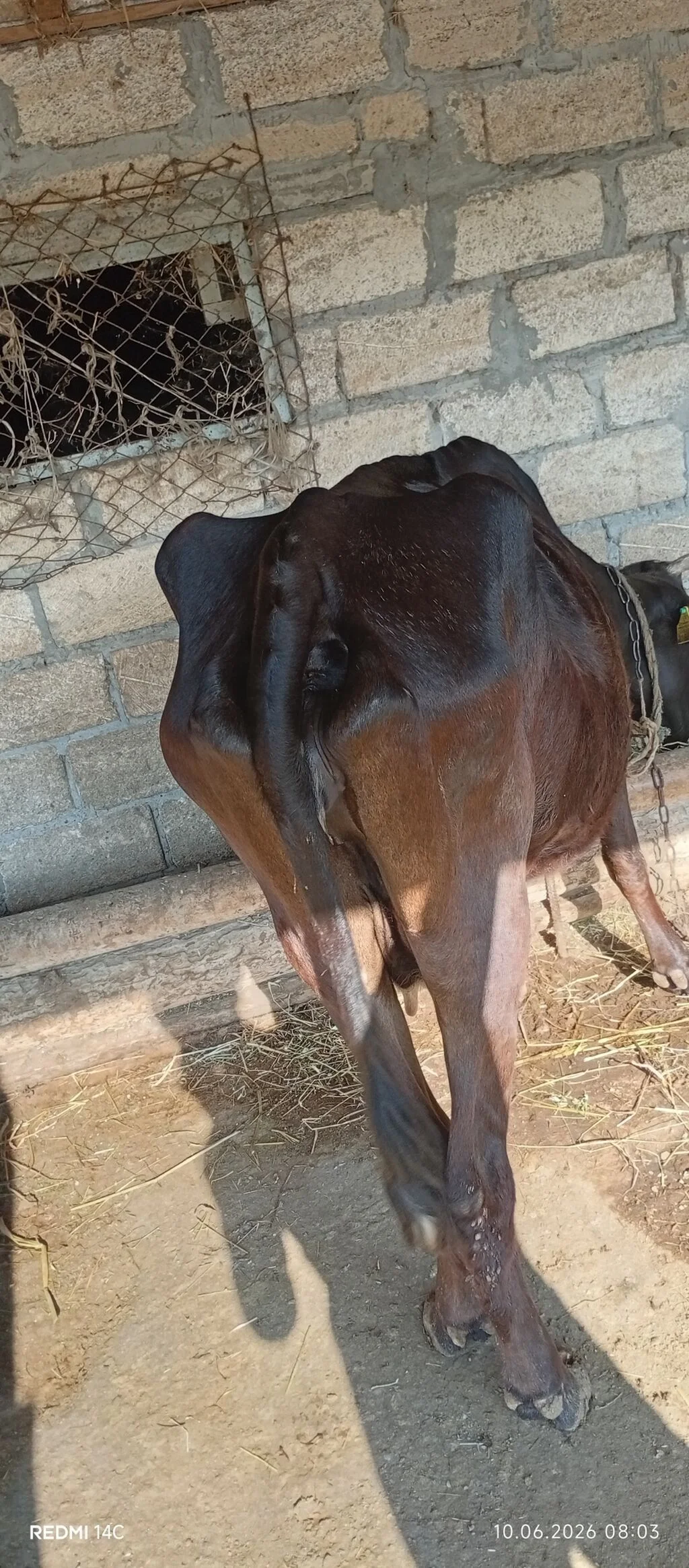 İnək — Heyvanlar, Quşlar, Balıqlar, Ağsu