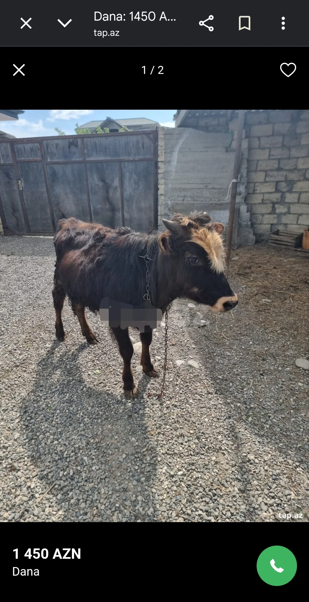 Dana — Heyvanlar, Quşlar, Balıqlar, Xaçmaz