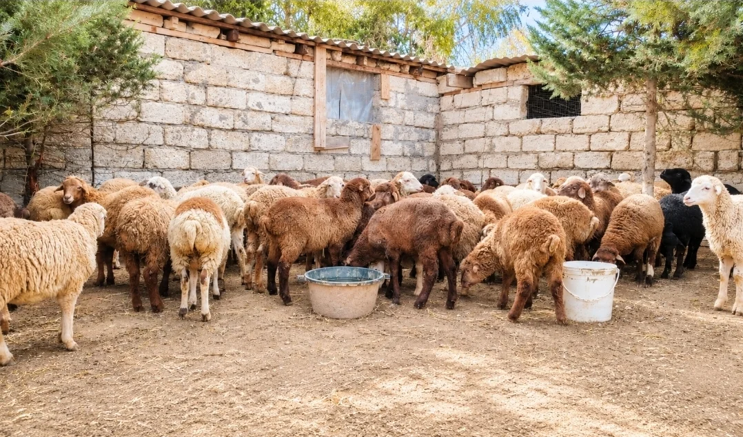 Quzu — Heyvanlar, Quşlar, Balıqlar, Bakı