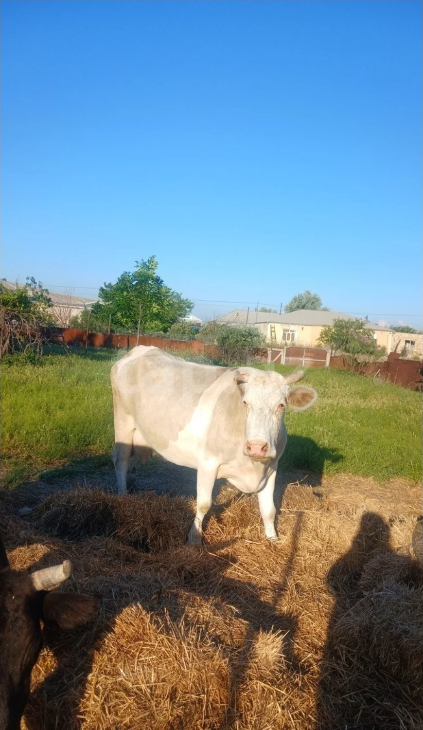 İnək — Heyvanlar, Quşlar, Balıqlar, Bakı