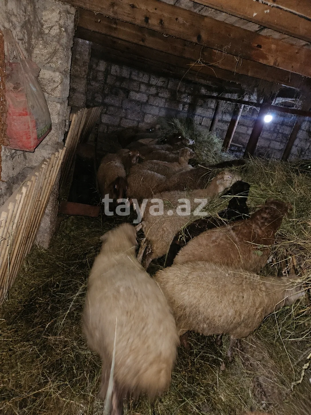 Qoyun — Heyvanlar, Quşlar, Balıqlar, Xaçmaz