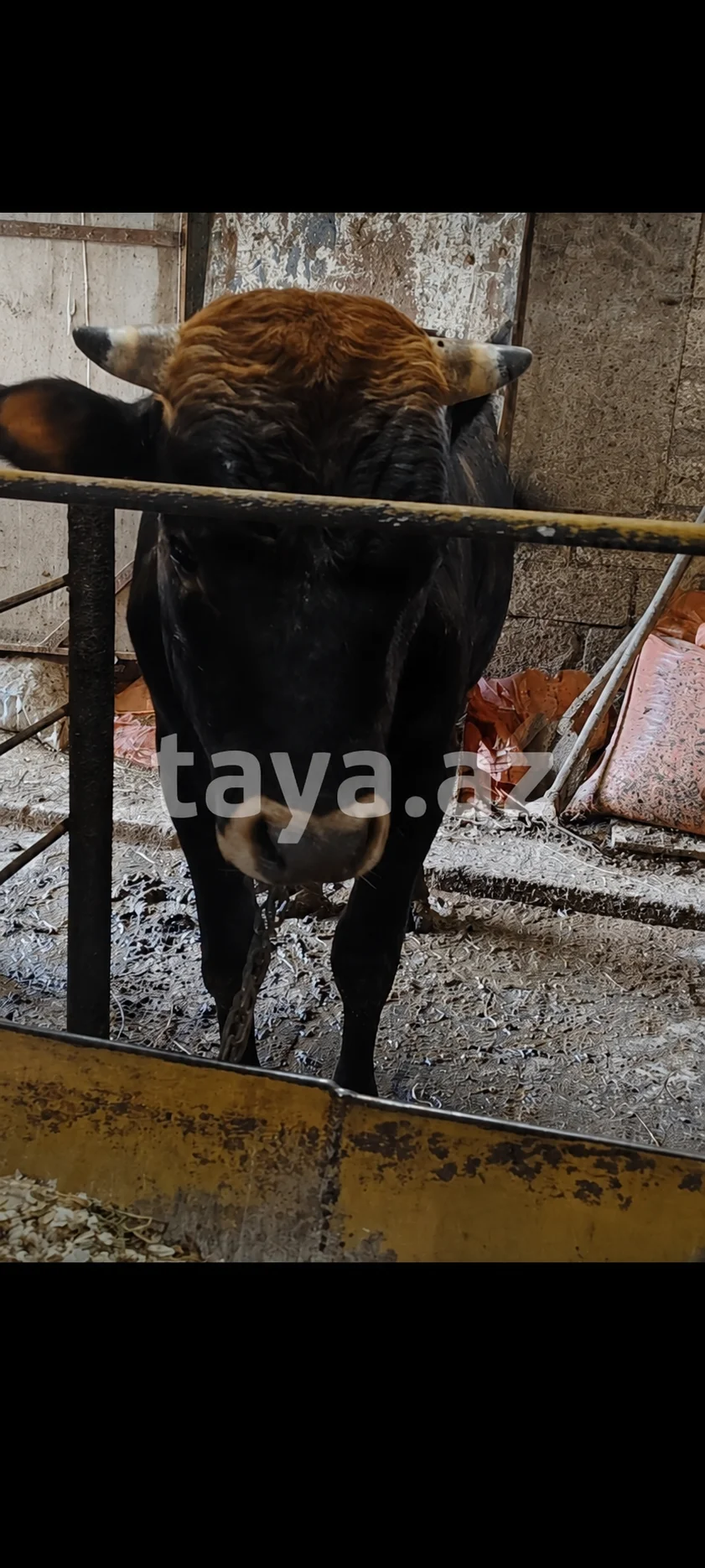 Dana — Heyvanlar, Quşlar, Balıqlar, Bakı