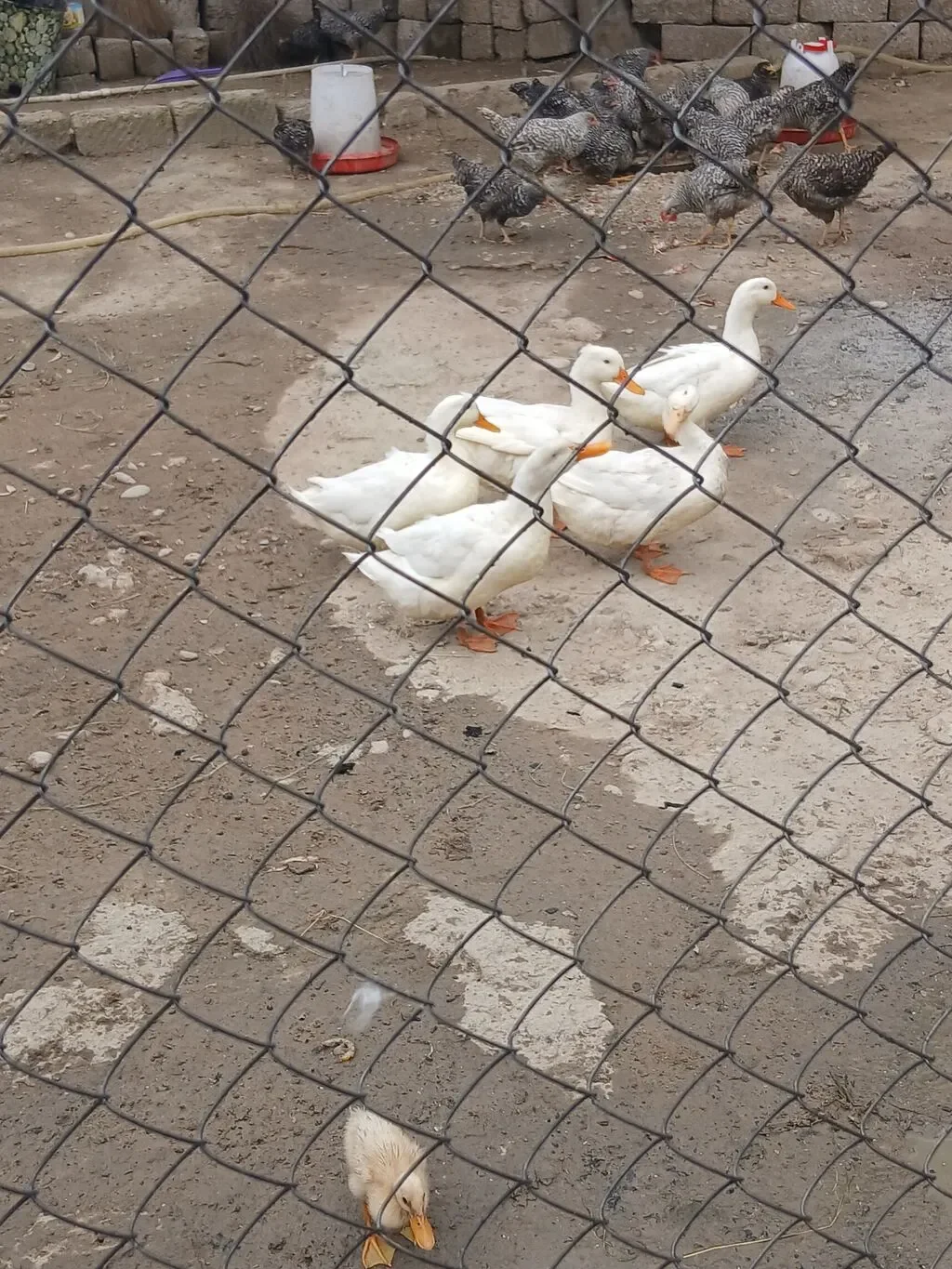 Ördək — Heyvanlar, Quşlar, Balıqlar, Bakı