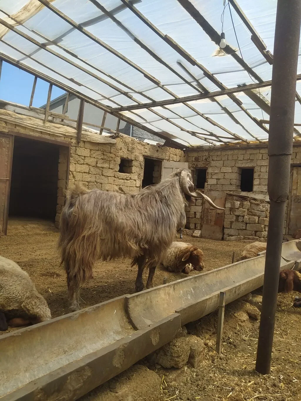 Keçi — Heyvanlar, Quşlar, Balıqlar, Bakı