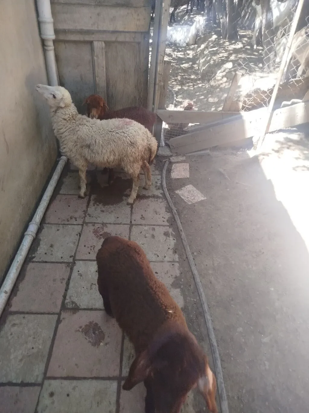 Quzu — Heyvanlar, Quşlar, Balıqlar, Bakı