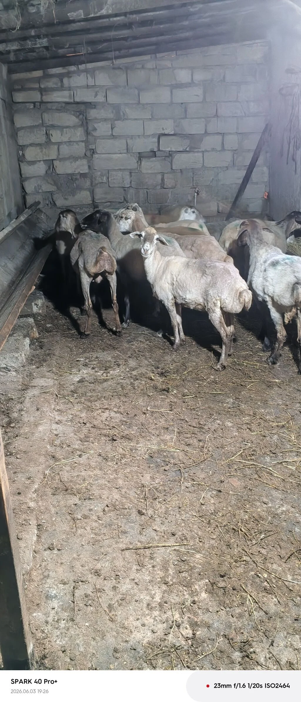 Qoyun — Heyvanlar, Quşlar, Balıqlar, Sumqayıt