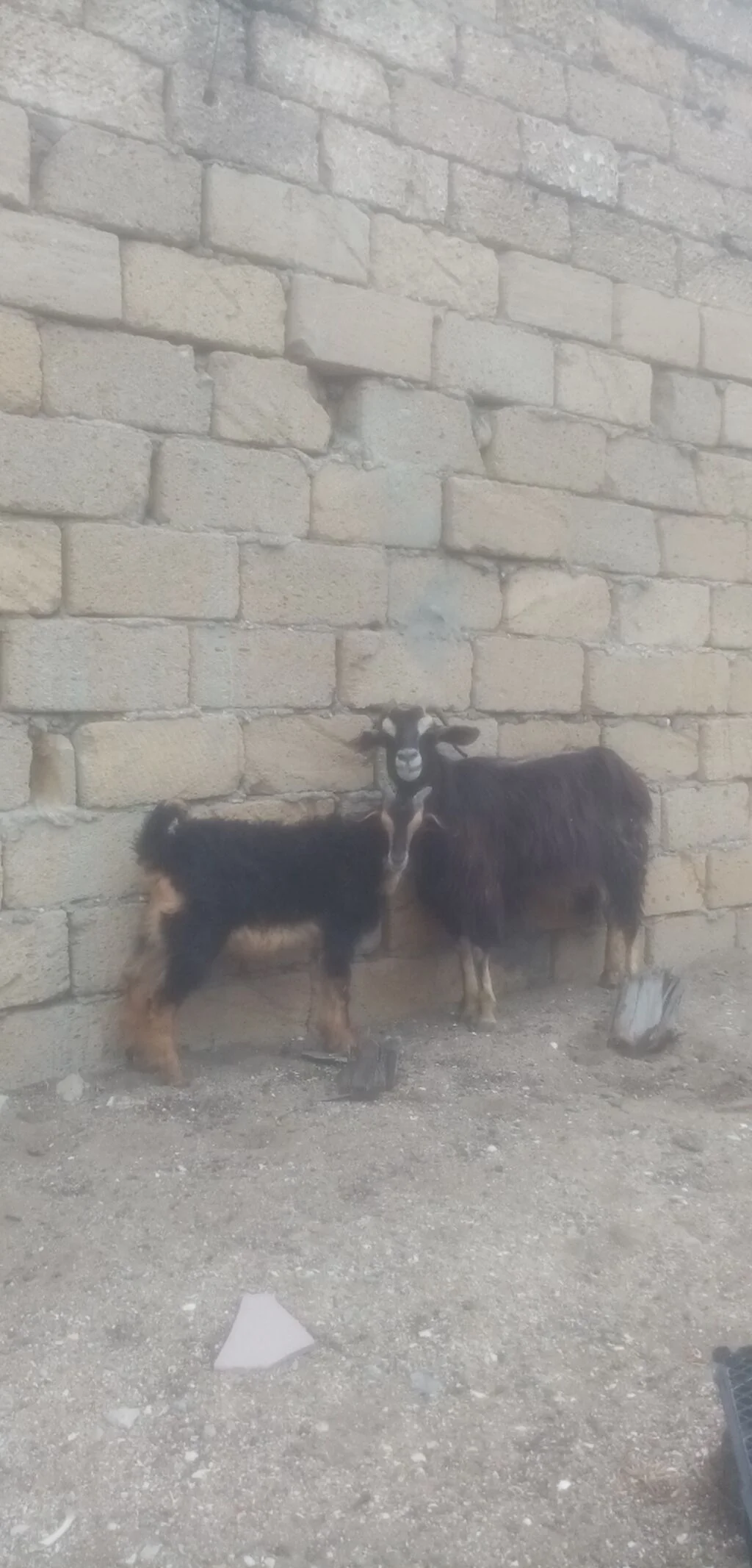 Çəpiş — Heyvanlar, Quşlar, Balıqlar, Bakı