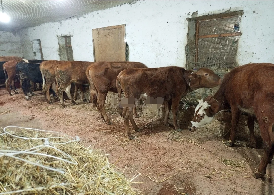 Dana — Heyvanlar, Quşlar, Balıqlar, Xaçmaz