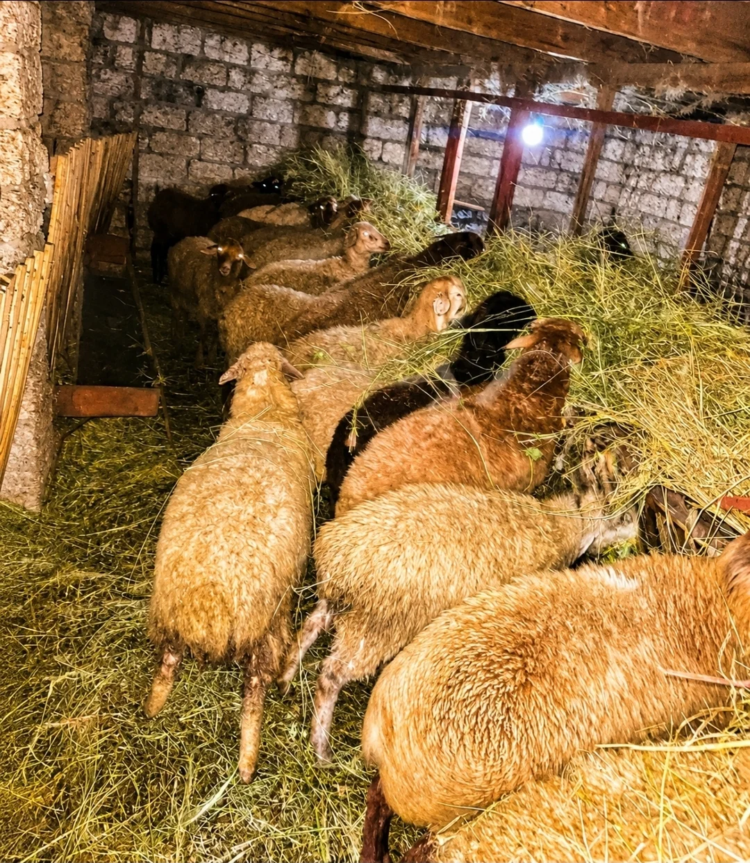 Toğlu — Heyvanlar, Quşlar, Balıqlar, Xaçmaz