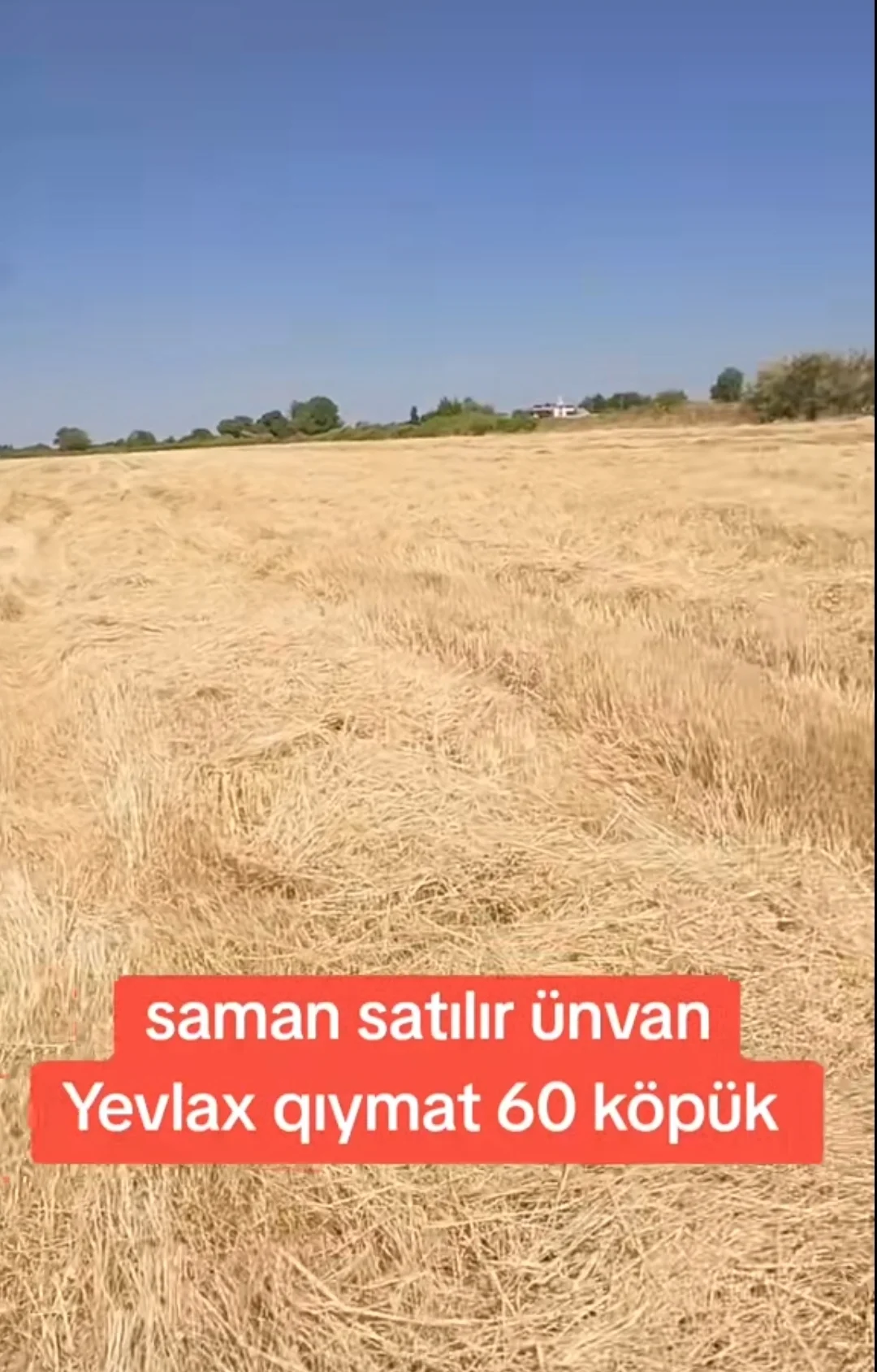 Saman — Dənlilər, Otlar Yemlər,  Bitkilər, Yevlax