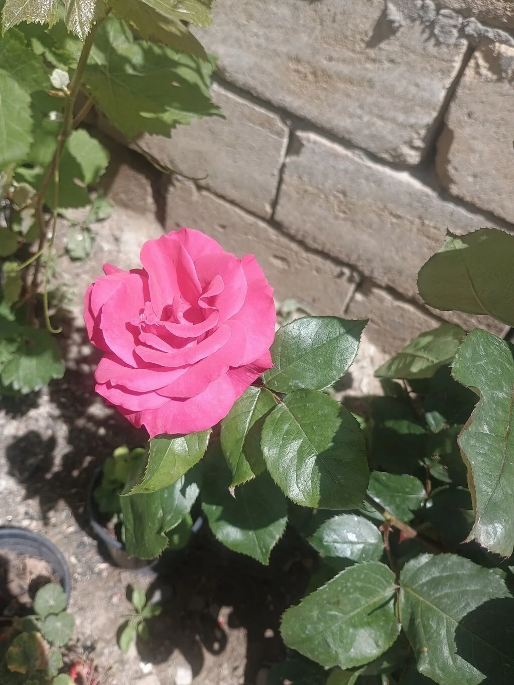 Flower bushes — Grains, Herbs, Feed, Plants, Baku