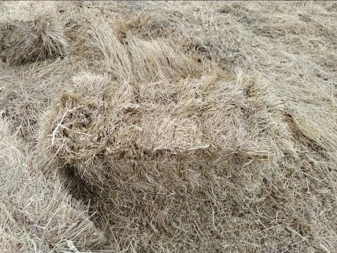 Ot — Dənlilər, Otlar Yemlər,  Bitkilər, Şabran