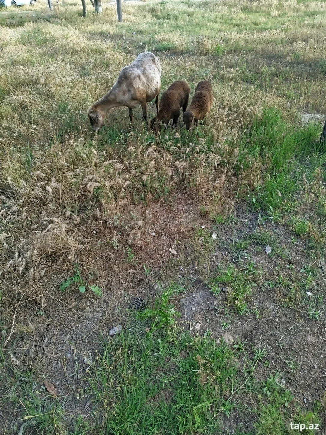 Qoyun — Heyvanlar, Quşlar, Balıqlar, Bakı