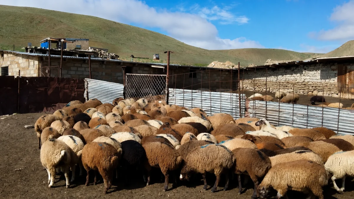 Qoyun — Heyvanlar, Quşlar, Balıqlar, Bakı