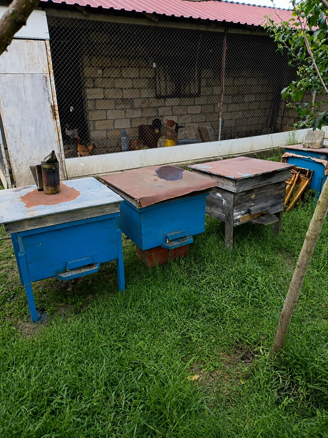 Arı ailəsi — Heyvanlar, Quşlar, Balıqlar, Masallı